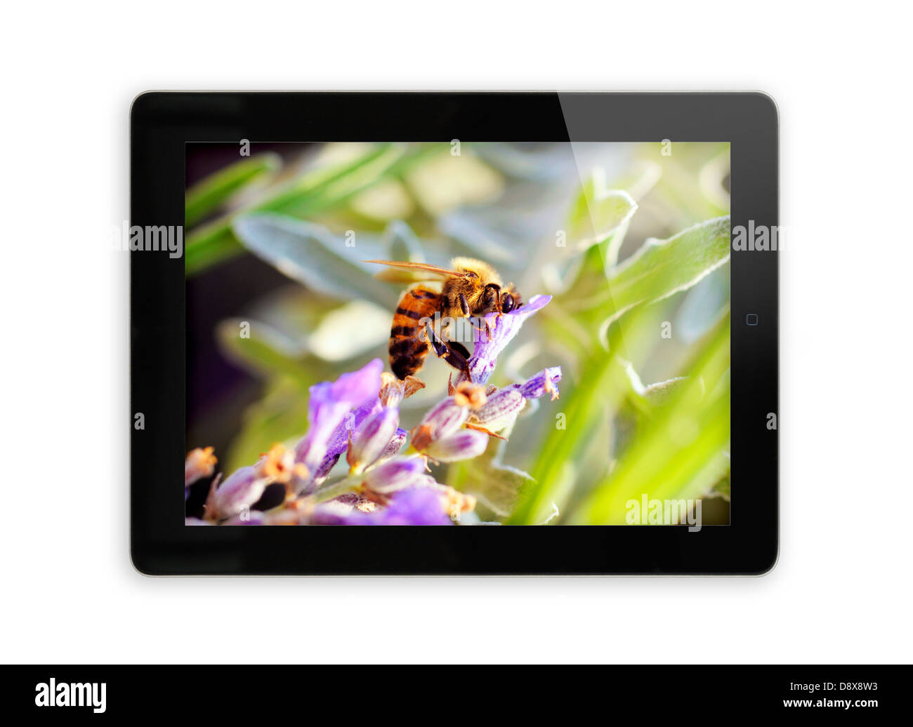 Photo montrant l'écran de l'iPad Banque D'Images