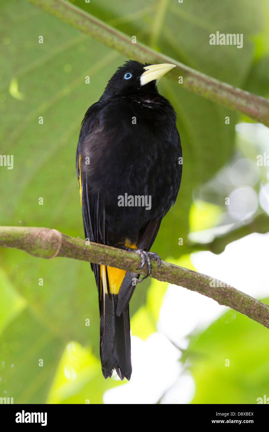 Cassique Cul-jaune, Cacicus cela, le Zoo de Cali, Cali, Colombie Banque D'Images