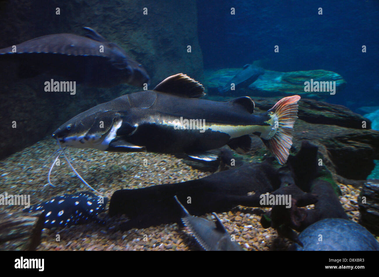 Poisson Chat A Queue Rousse Banque D Image Et Photos Alamy Poisson Chat A Queue Rousse Banque D Image Et Photos Alamy