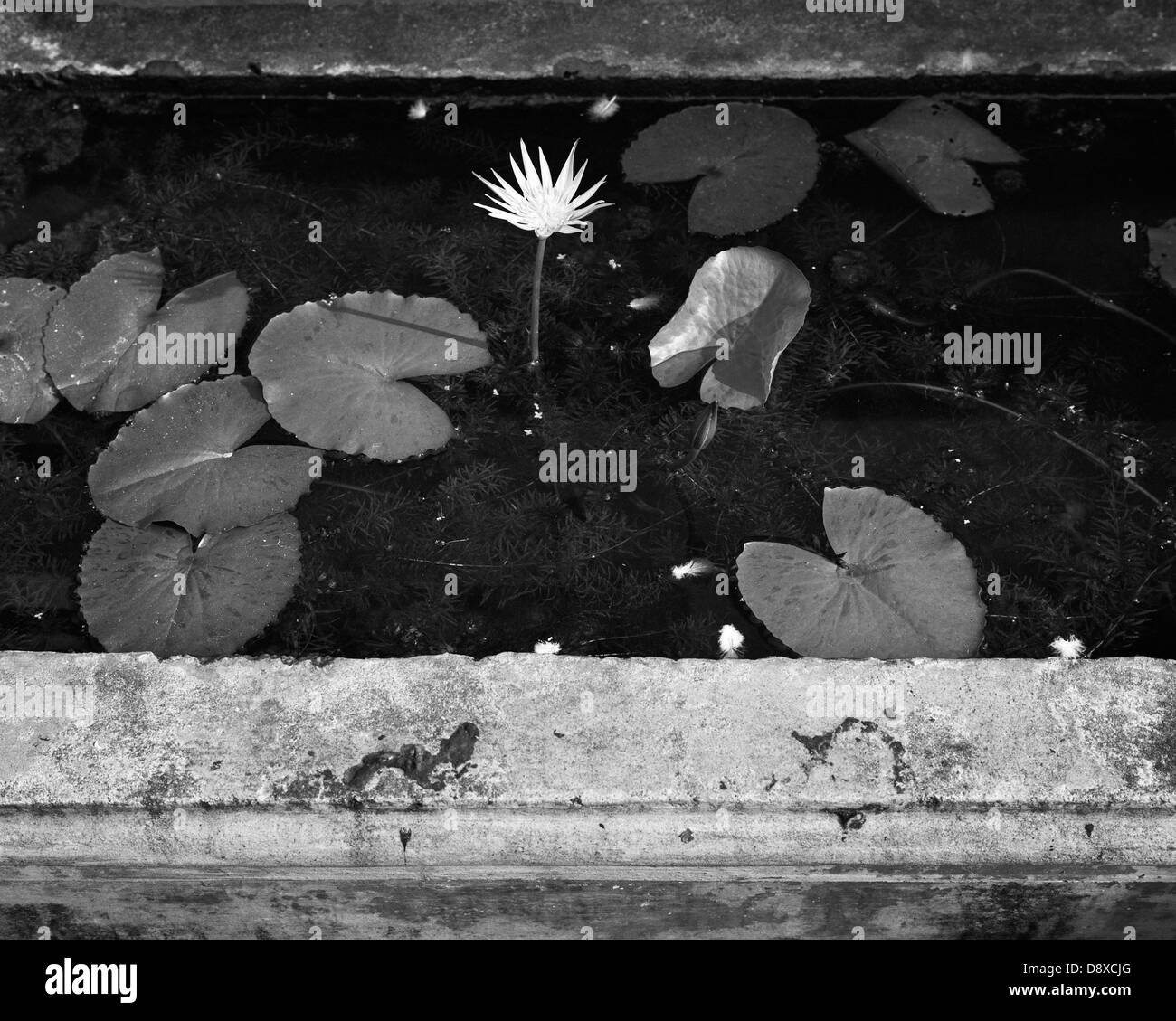 Water Lily, elevated view (B&W) Banque D'Images