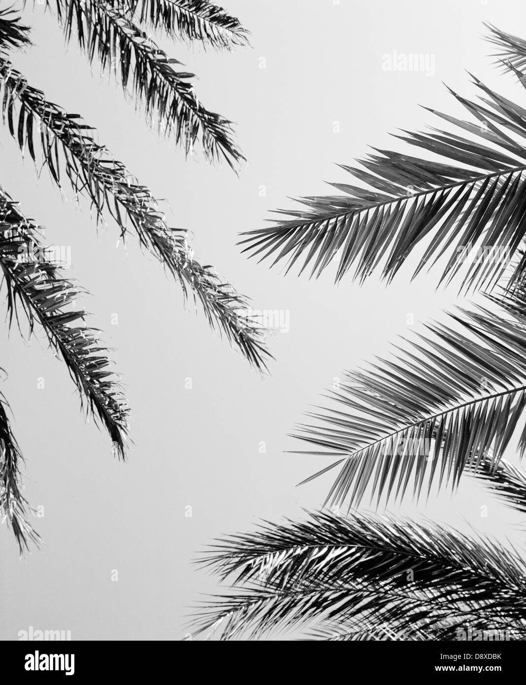 Les feuilles de palmier, low angle view (B&W) Banque D'Images