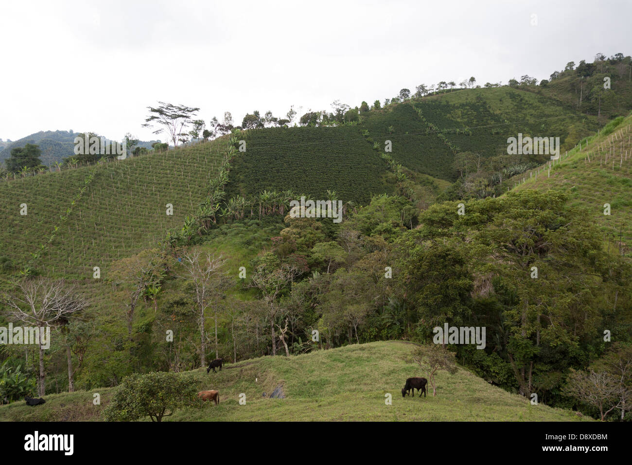 Les plantations de café, près de Salento, vallée de Cocora, Colombie Banque D'Images