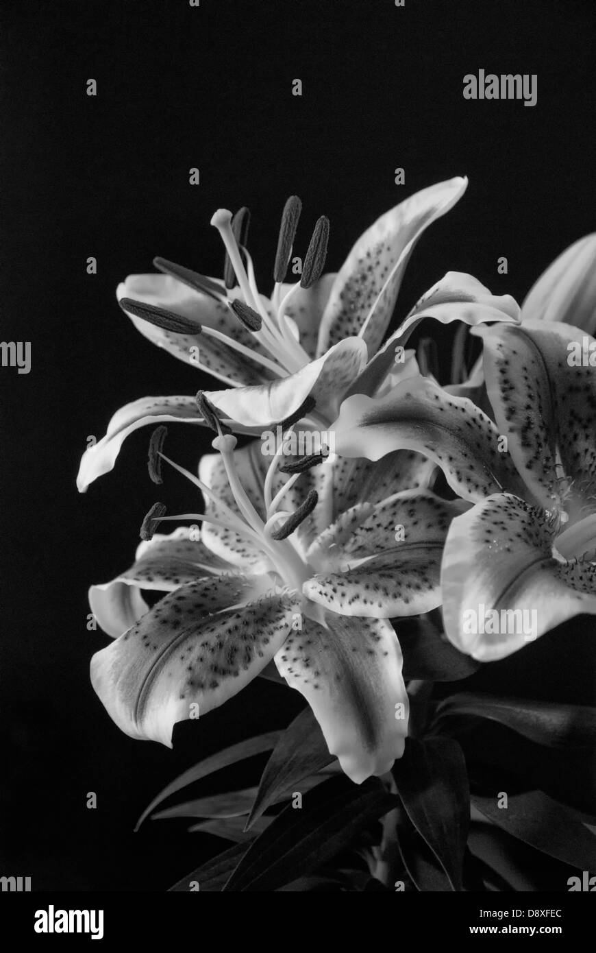 Tigrés Banque D'Images