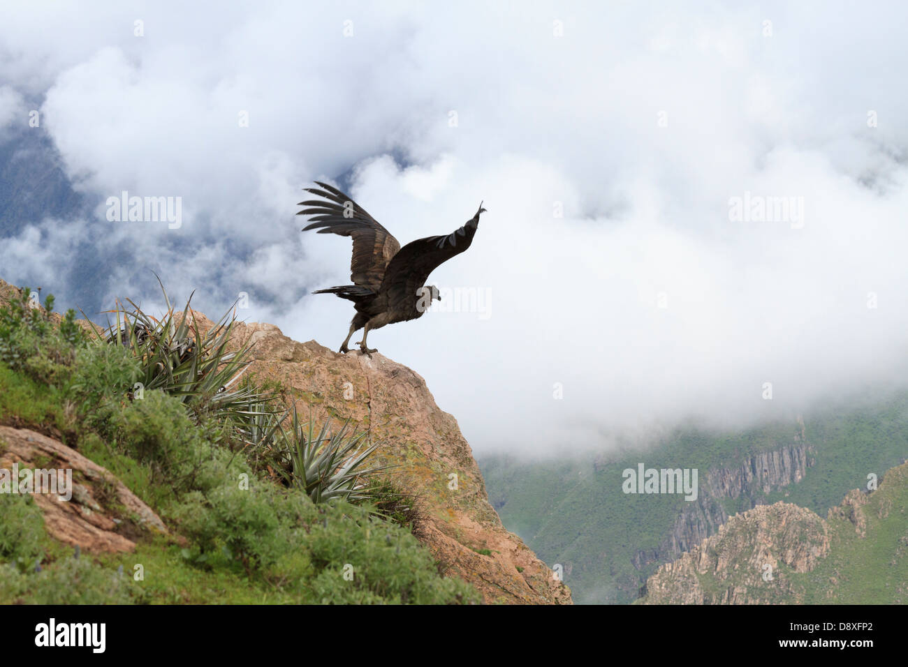 Un Condor des Andes du sud du Pérou monte sur le Canyon de Colca, Pérou Banque D'Images
