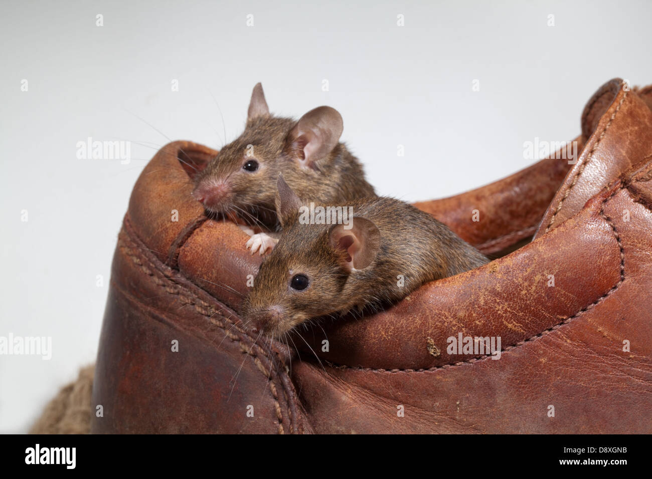 Les souris communes (Mus musculus). Sortant d'une vieille chaussure en cuir. Banque D'Images