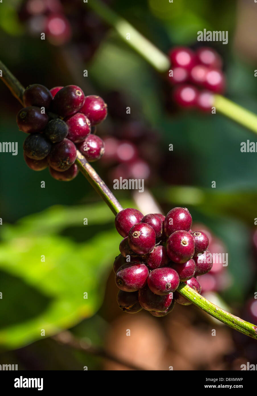 La maturation des grains de café sur un arbre Banque D'Images