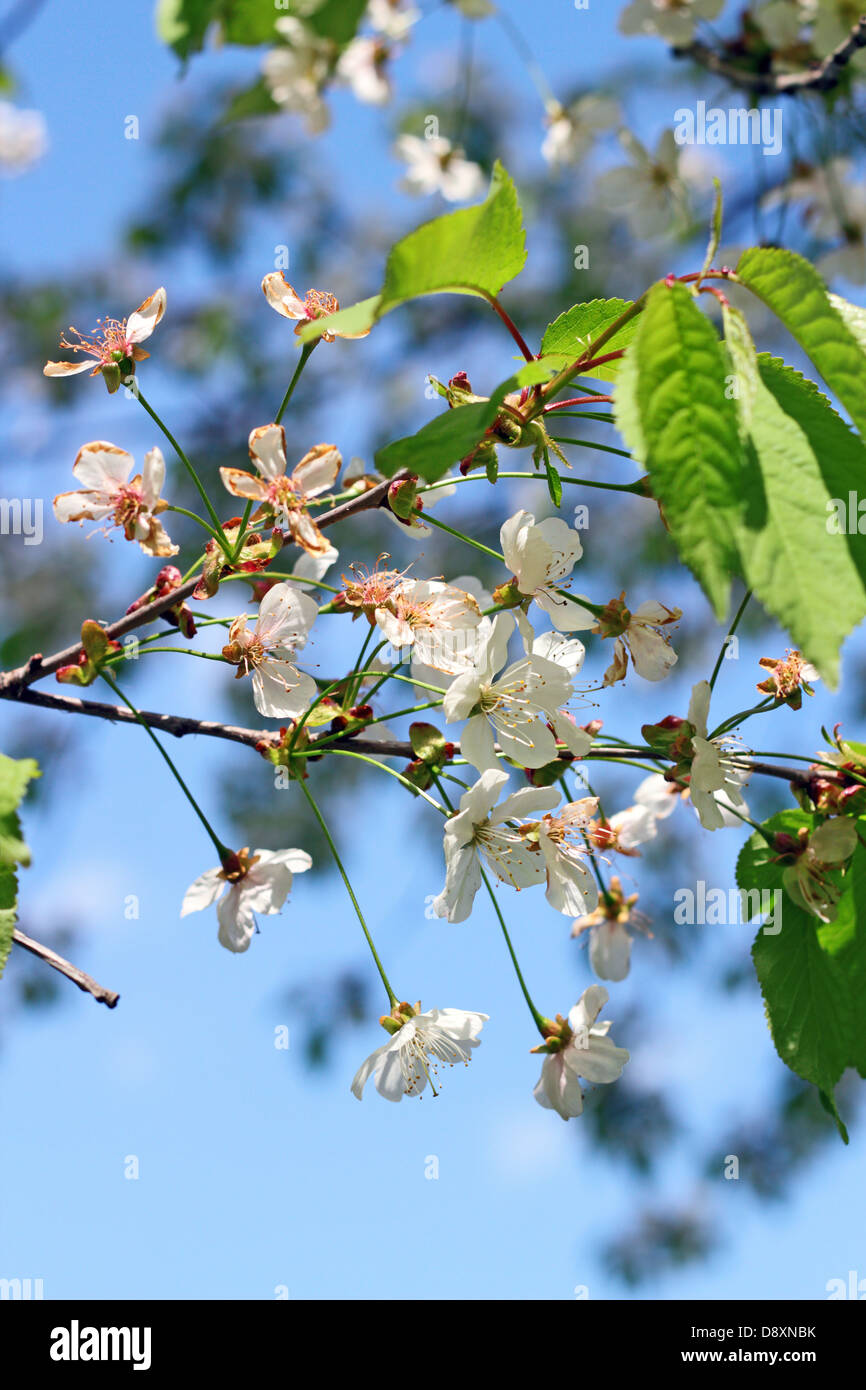 Gros plan de fleurs de cerisier blanc jusqu'à l'arbre au printemps Banque D'Images