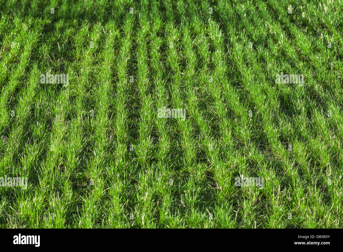 Jeunes frais herbe pousse en rangées sur un champ vert printemps. Photo avec selective focus Banque D'Images