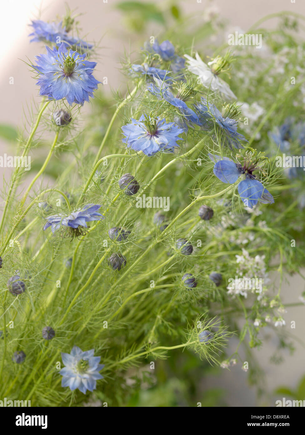 Fleurs de bourrache Banque D'Images