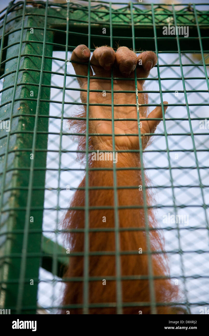 Close up of orang outang (Pongo pygmaeus) bras dans une cage, derrière les barreaux Banque D'Images