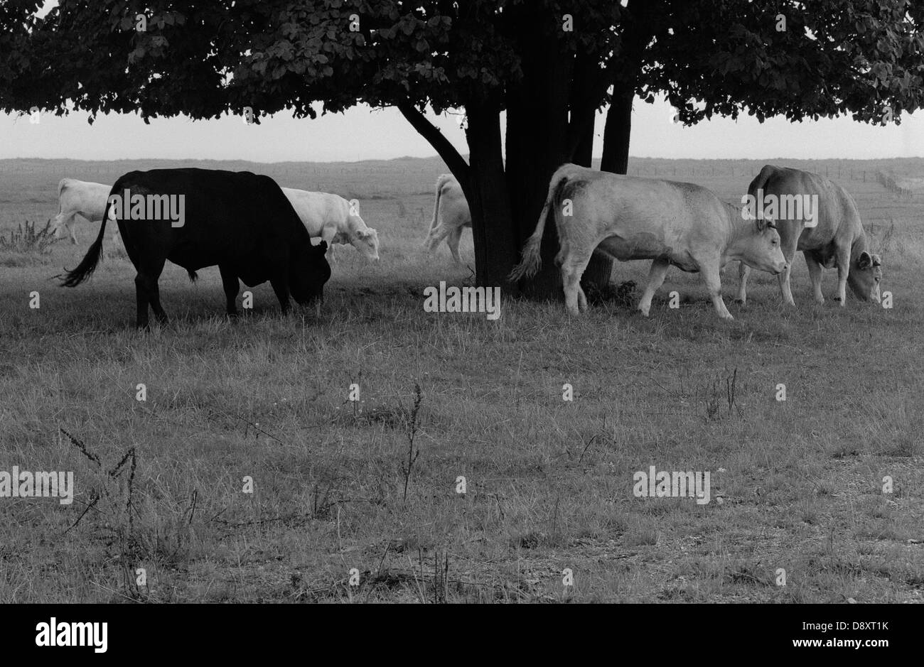 Vaches qui paissent dans le champ (B&W) Banque D'Images