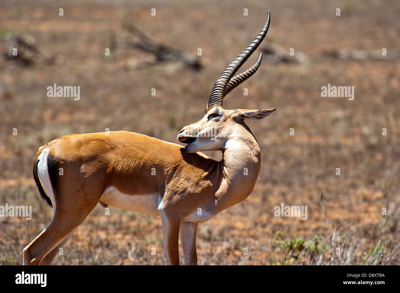 Gazelle dans l'Est de Tsavo, au Kenya Banque D'Images