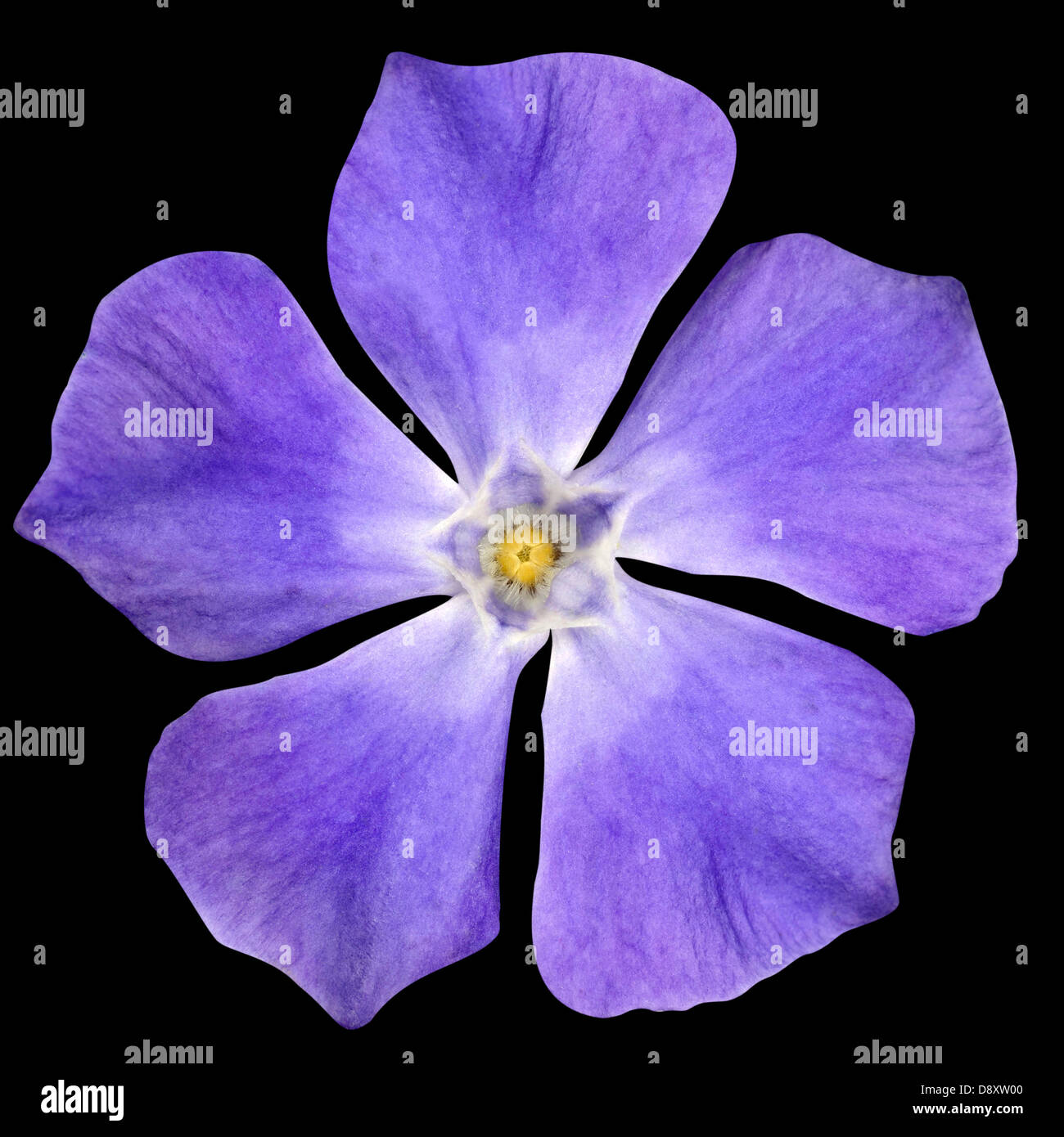 Fleur pourpre - Belle Pervenche - Vinca minor - Isolé sur fond noir Banque D'Images