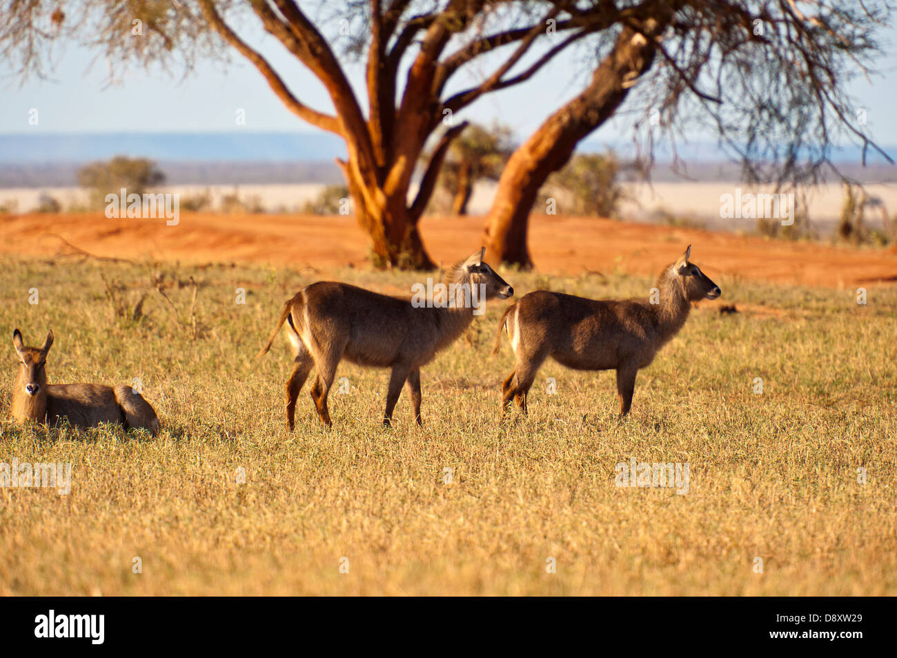 Bushbuck) dans l'Est de Tsavo, au Kenya Banque D'Images