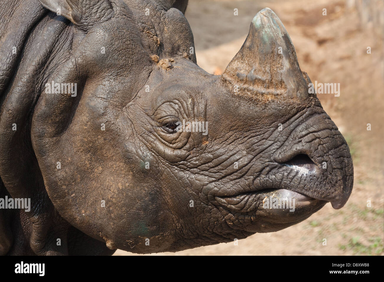 , À une corne de rhinocéros Indien ou d'Asie (Rhinoceros unicornis). Le Népal. Banque D'Images