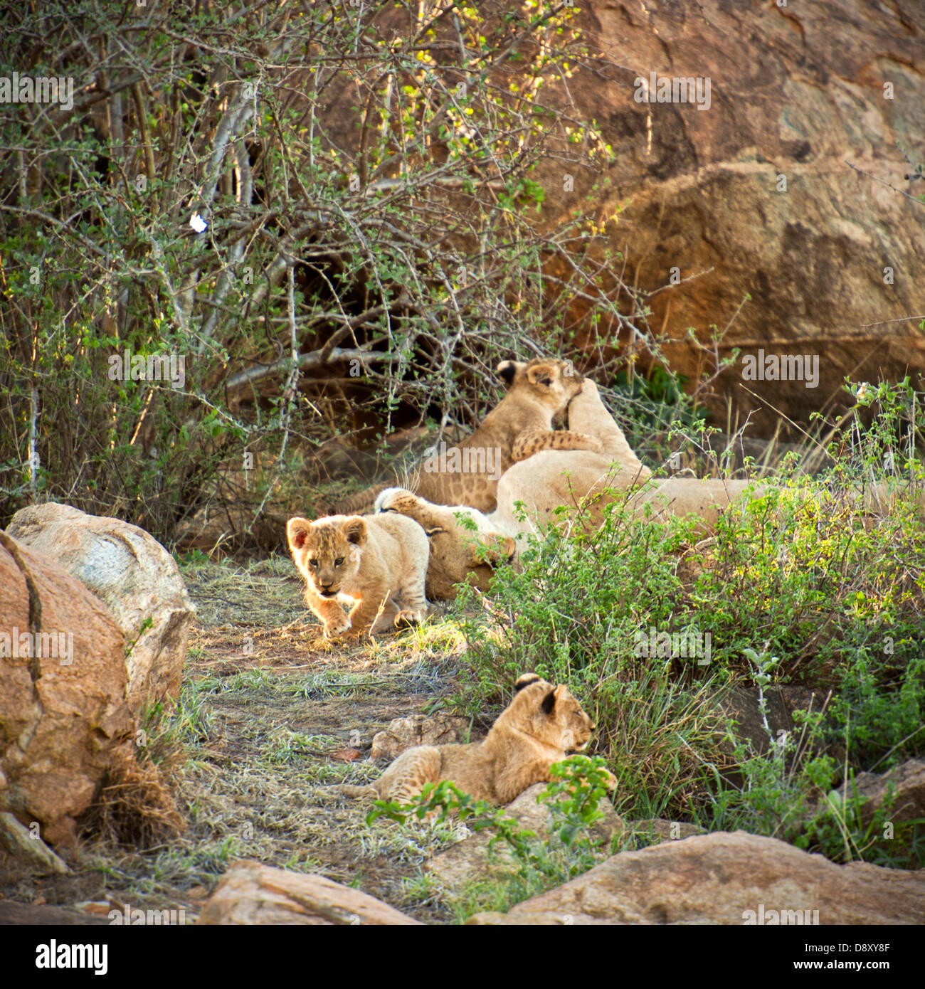 Des lionceaux et leur mère dans l'Est de Tsavo, au Kenya Banque D'Images
