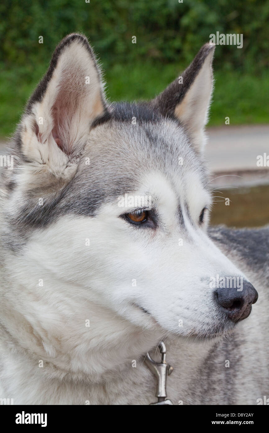 Husky de Sibérie (Canis lupus familiaris). Portrait. Banque D'Images