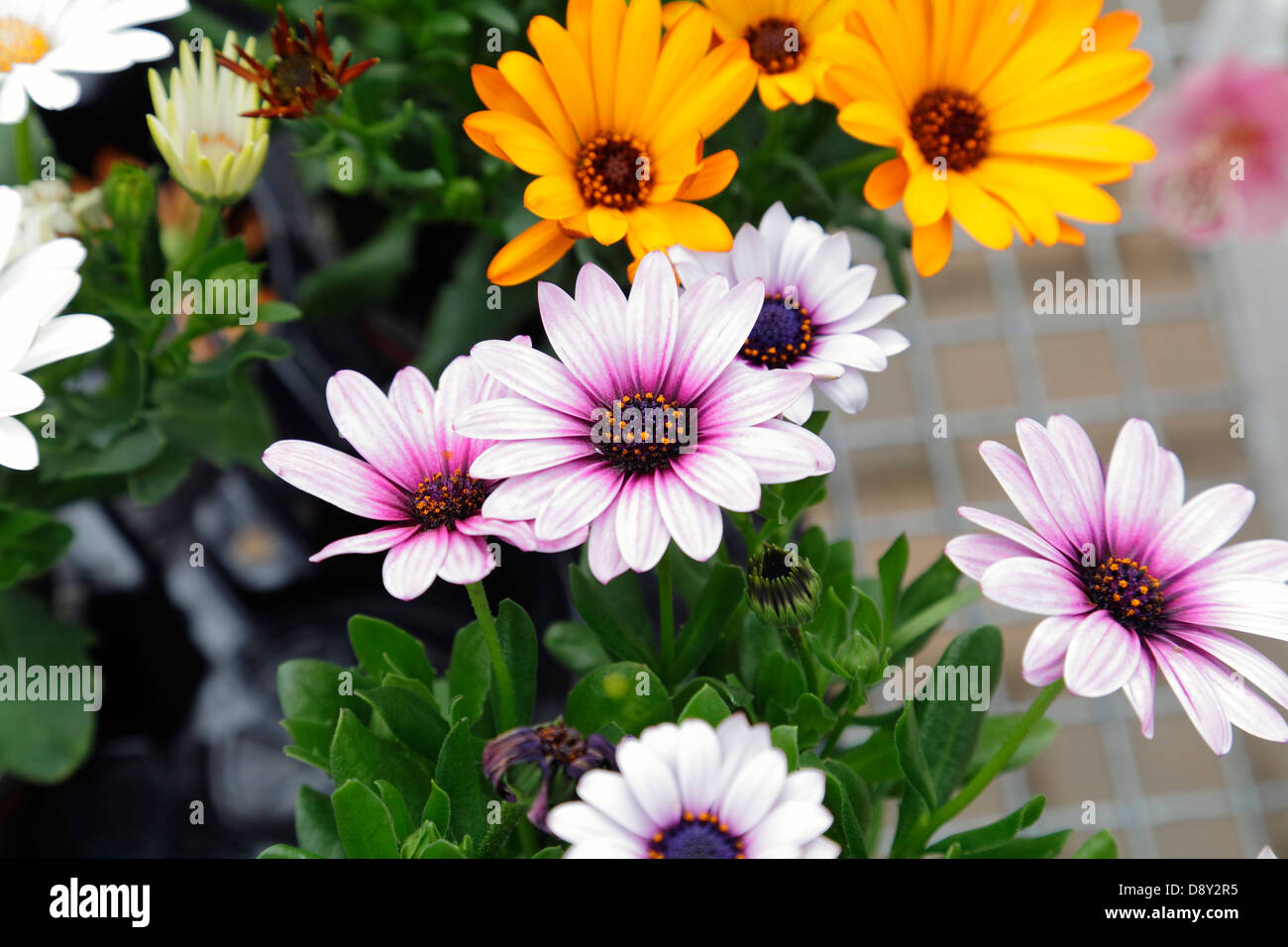 Les plantes à massifs d'été en vente dans un centre de jardinage, Ecosse, Royaume-Uni Banque D'Images