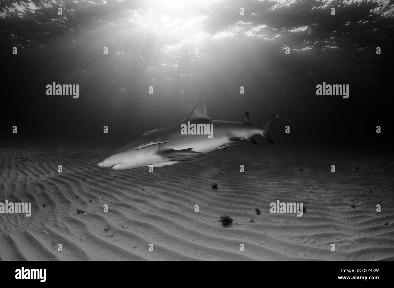 Le requin, Negaprion brevirostris, Bahamas, Caraïbes, Océan Atlantique Banque D'Images