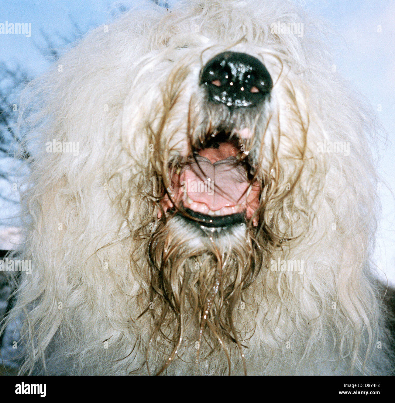 Un chien avec sa bouche grande ouverte, close-up. Banque D'Images