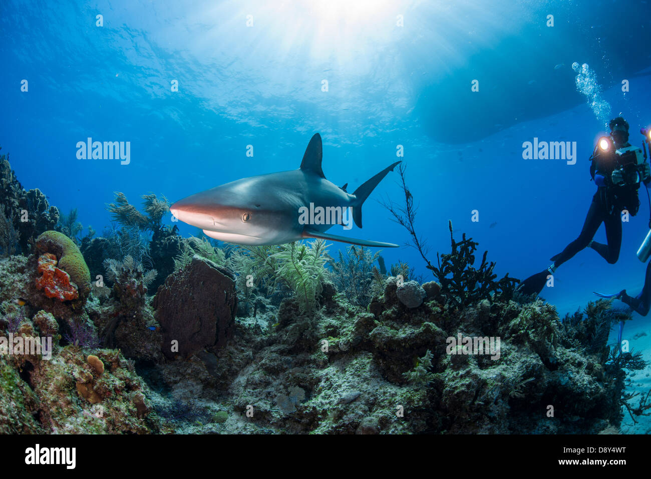 Requin de récif des Caraïbes, Carcharhinus perezi, Bahamas, Caraïbes, Océan Atlantique Banque D'Images