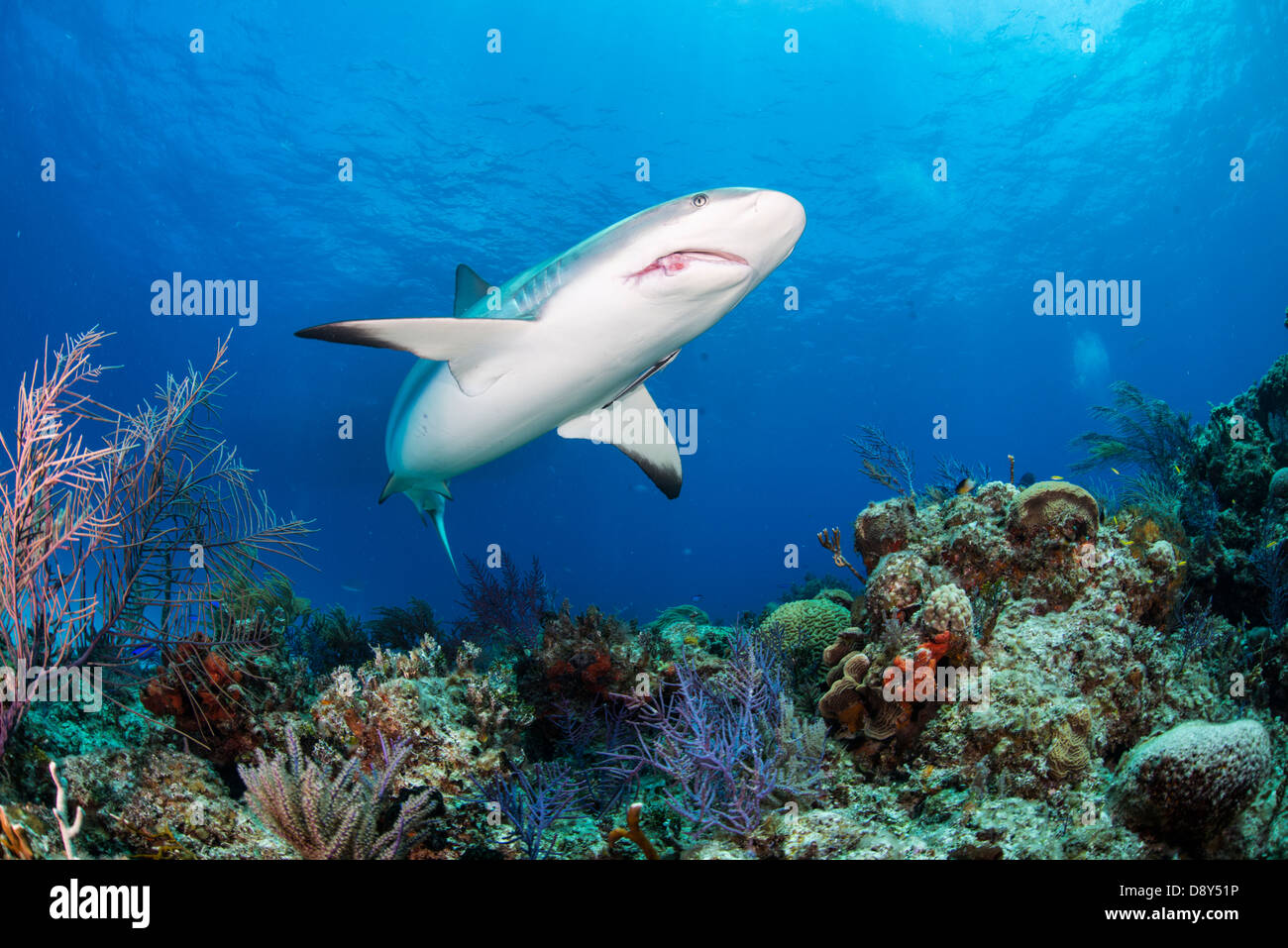 Requin de récif des Caraïbes, Carcharhinus perezi blessés, Bahamas, Caraïbes, Océan Atlantique Banque D'Images