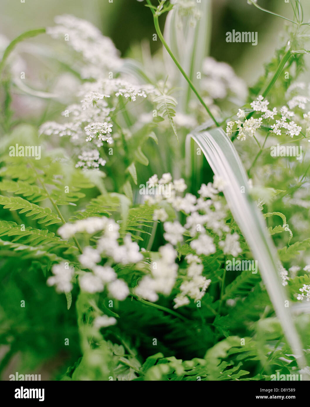 Fleurs, close-up. Banque D'Images