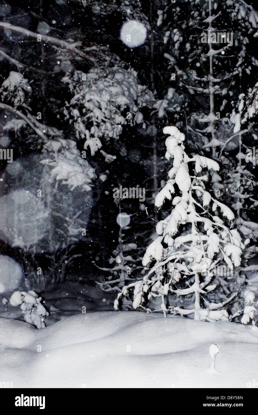 Une forêt couverte de neige pendant la nuit. Banque D'Images