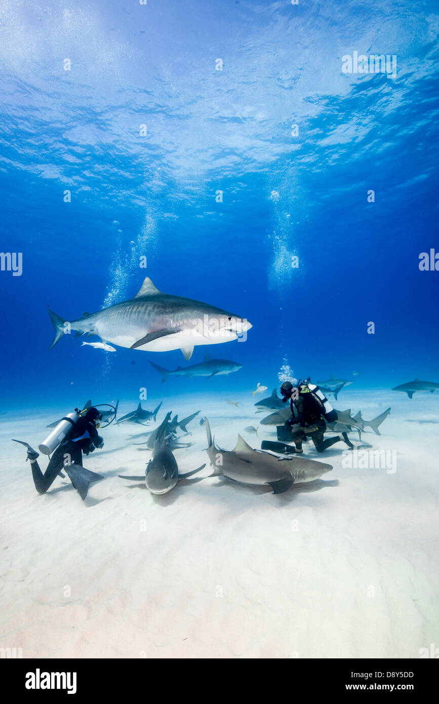 Requin tigre, Galeocerdo cuvier, Bahamas Banque D'Images