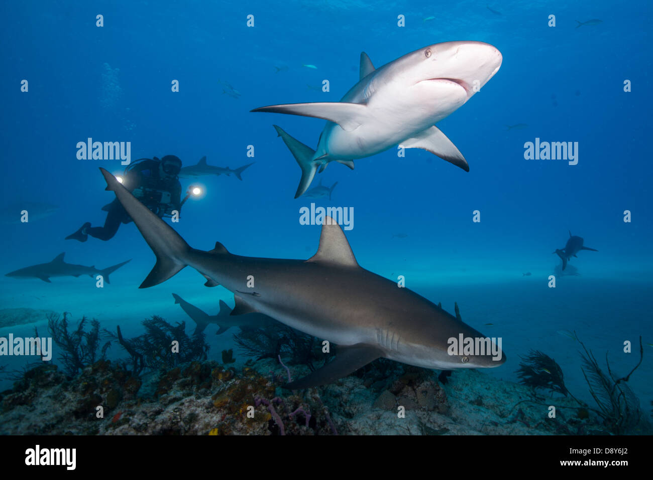 Les requins de récif des Caraïbes, Carcharhinus perezi, Bahamas, Caraïbes, Océan Atlantique Banque D'Images