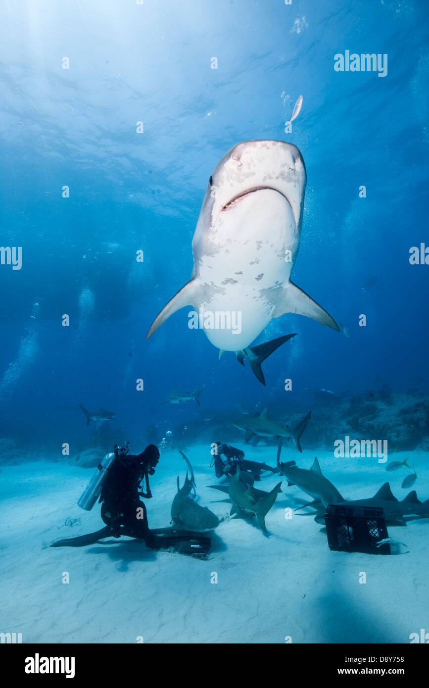 Requin tigre, Galeocerdo cuvier, Bahamas Banque D'Images