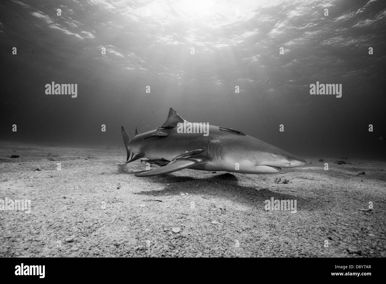 Le requin, Negaprion brevirostris, Bahamas, Caraïbes, Océan Atlantique Banque D'Images