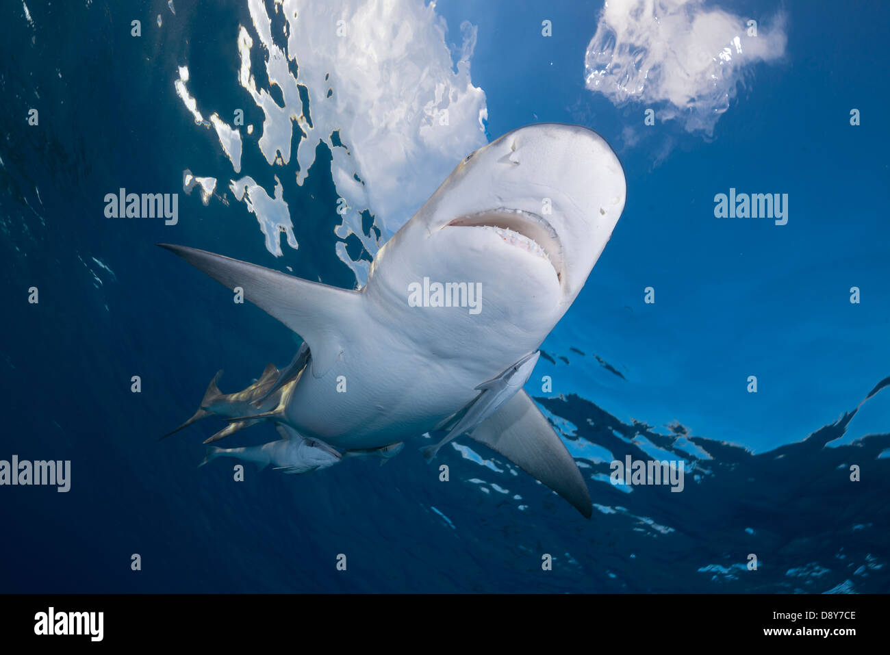 Le requin, Negaprion brevirostris, Bahamas, Caraïbes, Océan Atlantique Banque D'Images