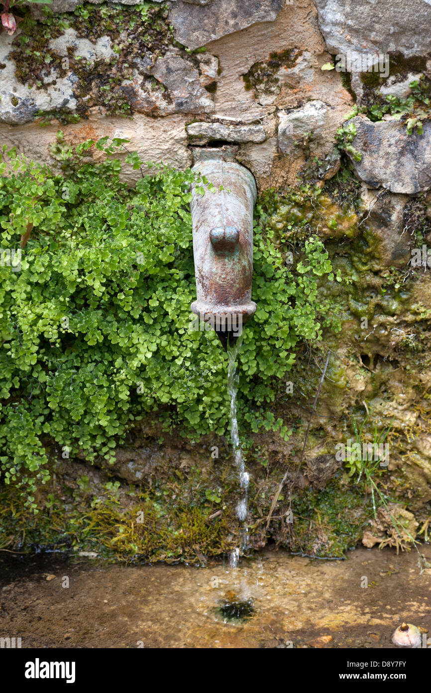 L'eau de source fraîche découlant de tuyau avec une végétation luxuriante autour d'elle Banque D'Images