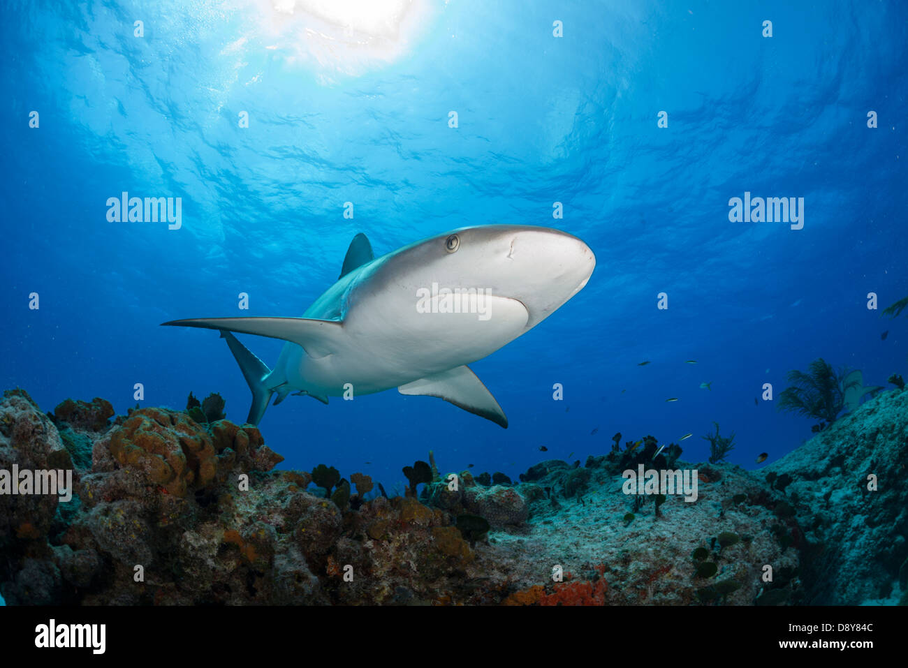 Requin de récif des Caraïbes, Carcharhinus perezi, Bahamas, Caraïbes, Océan Atlantique Banque D'Images