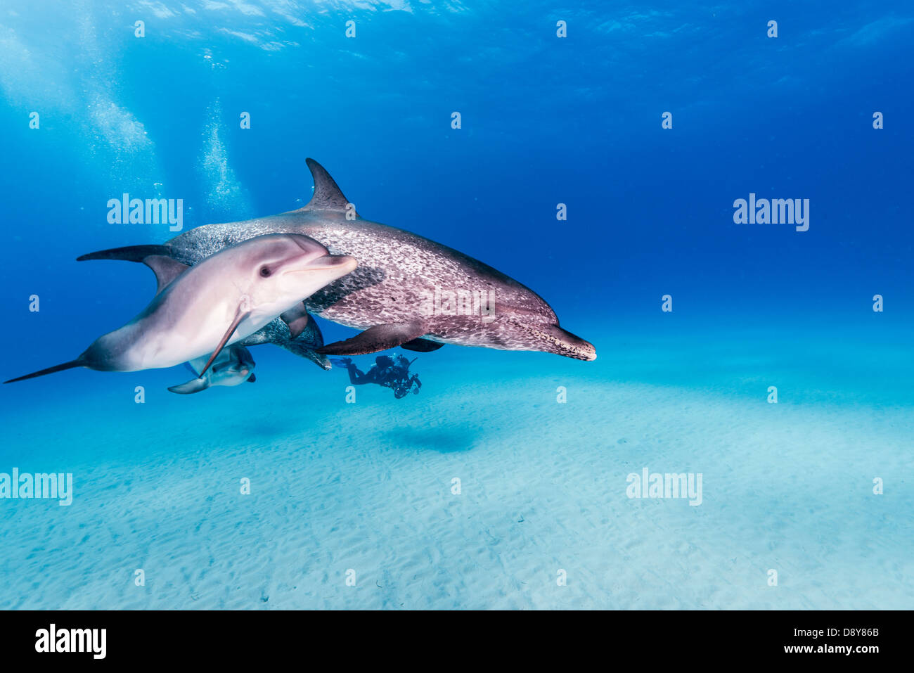 Les dauphins tachetés de l'Atlantique, Stenella frontalis, Bahamas, Caraïbes Banque D'Images