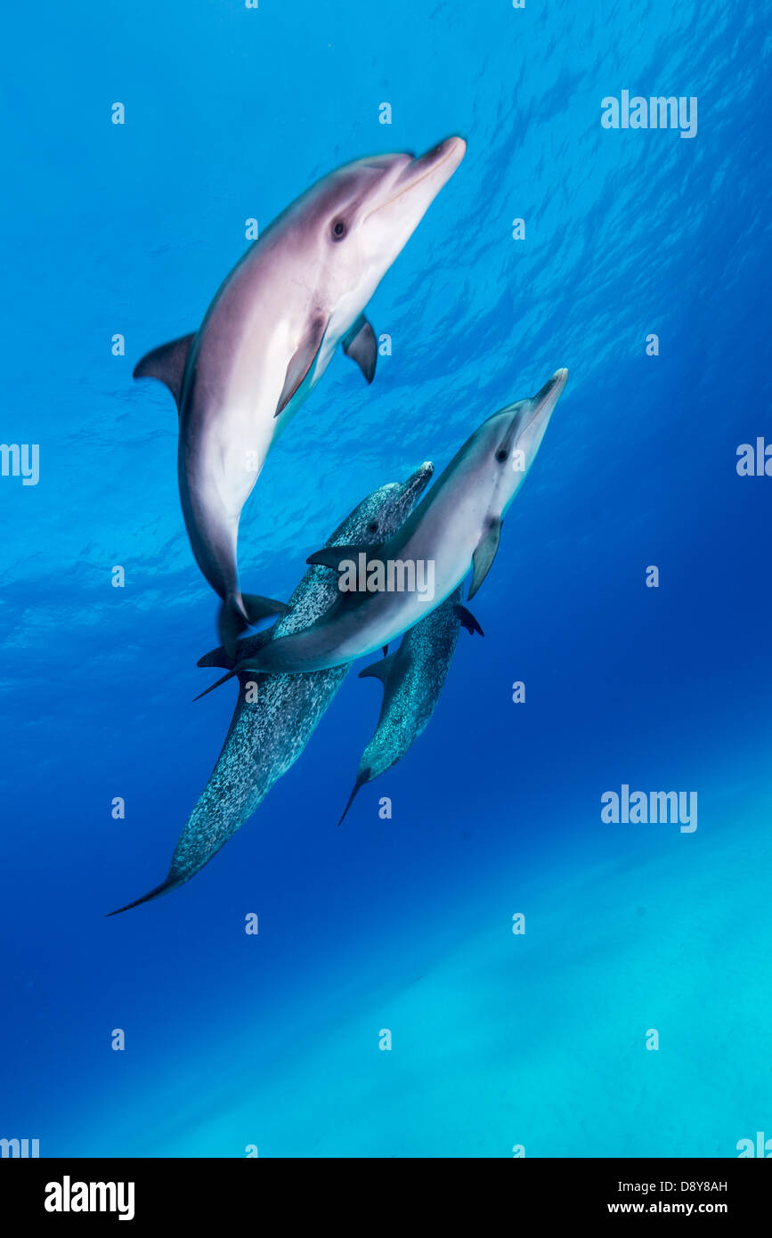 Les dauphins tachetés de l'Atlantique, Stenella frontalis, Bahamas, Caraïbes Banque D'Images