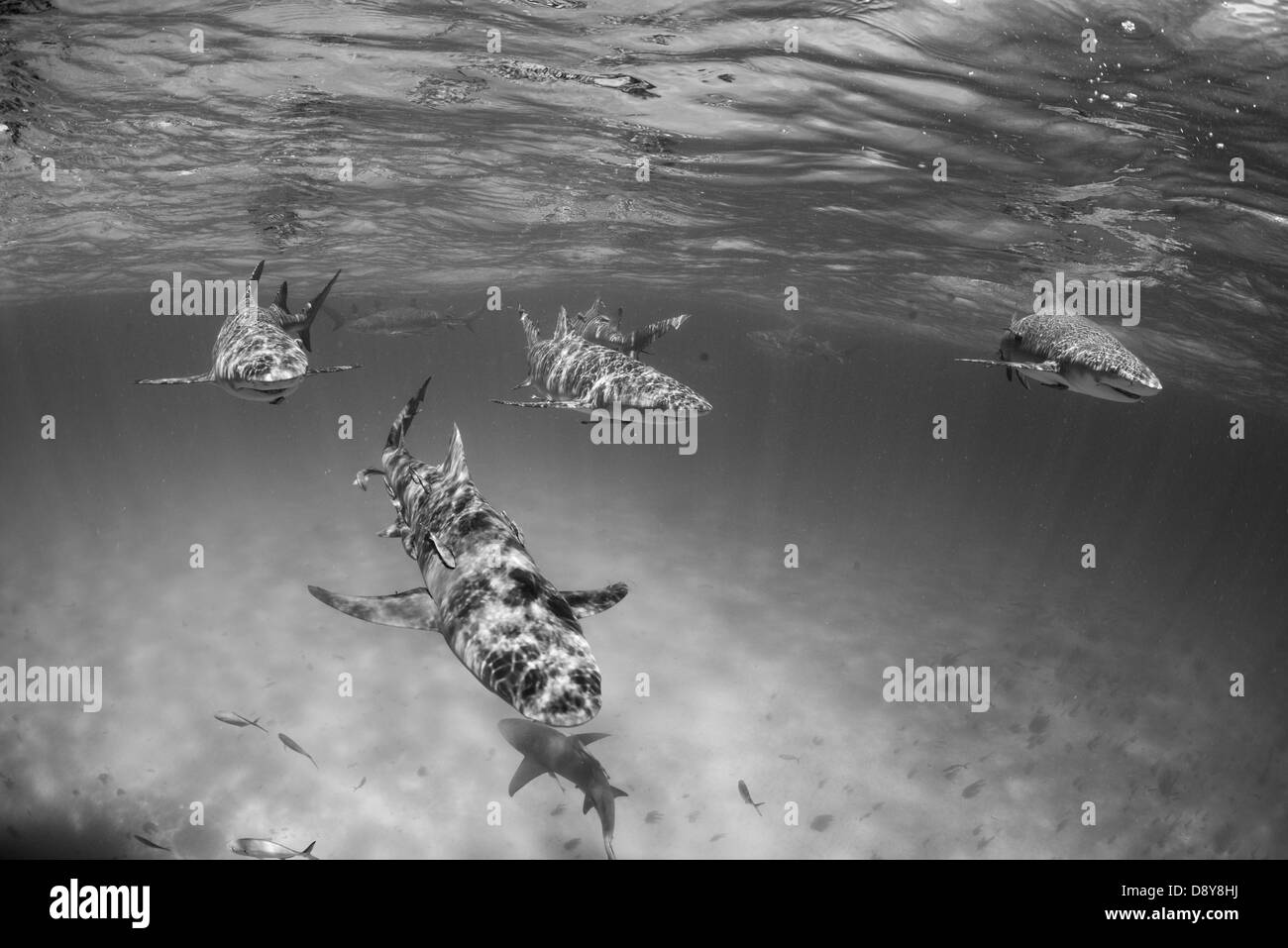 Requins citrons, Negaprion brevirostris, Bahamas, Caraïbes, Océan Atlantique Banque D'Images