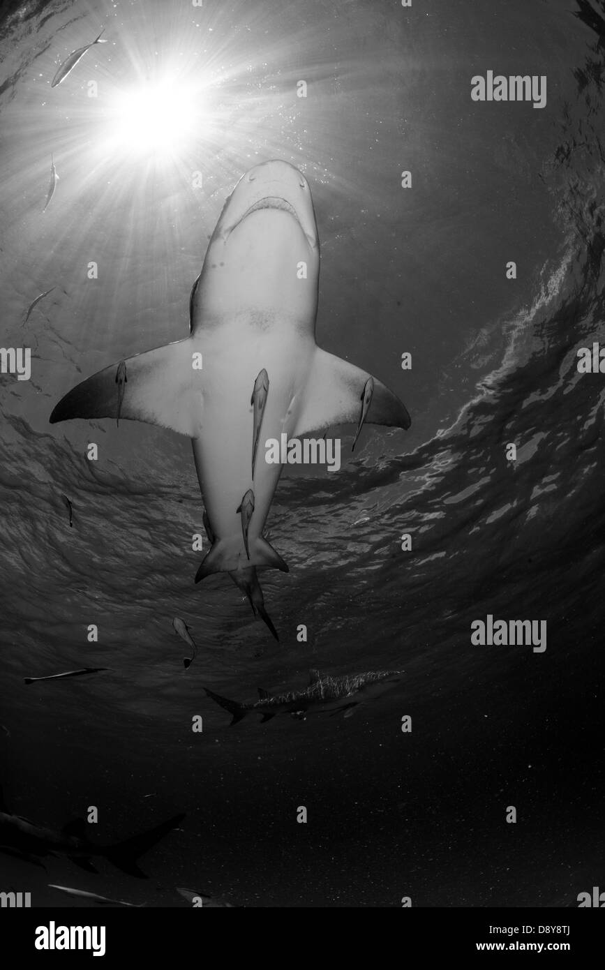 Le requin, Negaprion brevirostris, Bahamas, Caraïbes, Océan Atlantique Banque D'Images