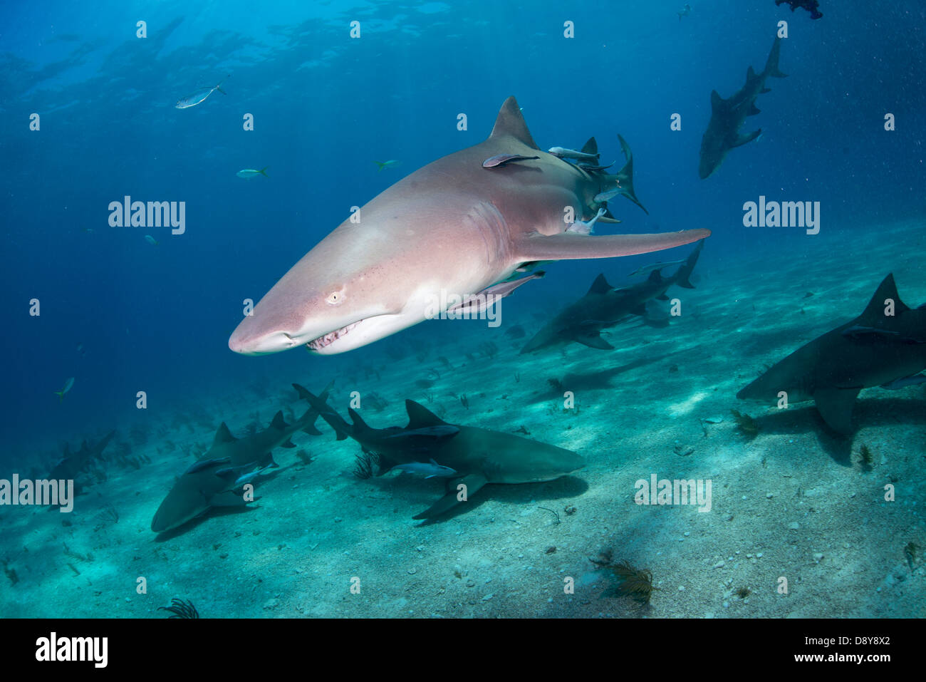 Requins citrons, Negaprion brevirostris, Bahamas, Caraïbes, Océan Atlantique Banque D'Images