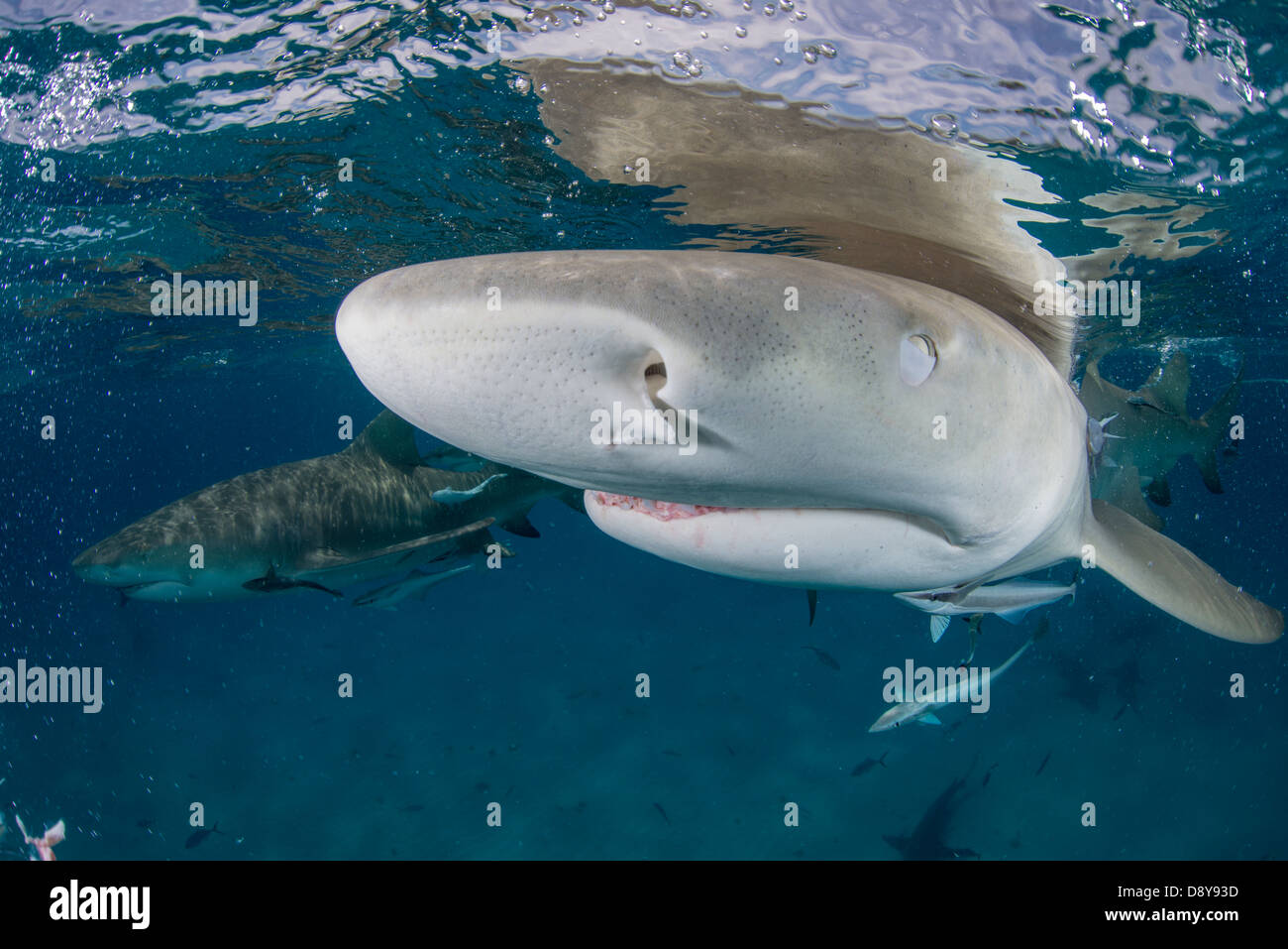 Le requin citron, Negaprion brevirostris, Bahamas Banque D'Images