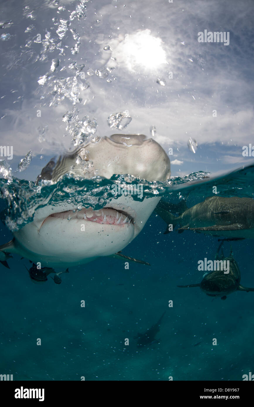 Le requin citron, Negaprion brevirostris, Bahamas Banque D'Images