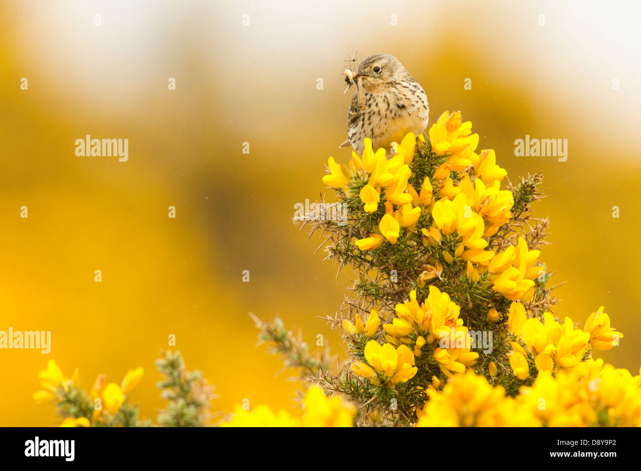 Meadow Pipit spioncelle Anthus pratensis transportant de la nourriture ; l'île de Mull. Banque D'Images