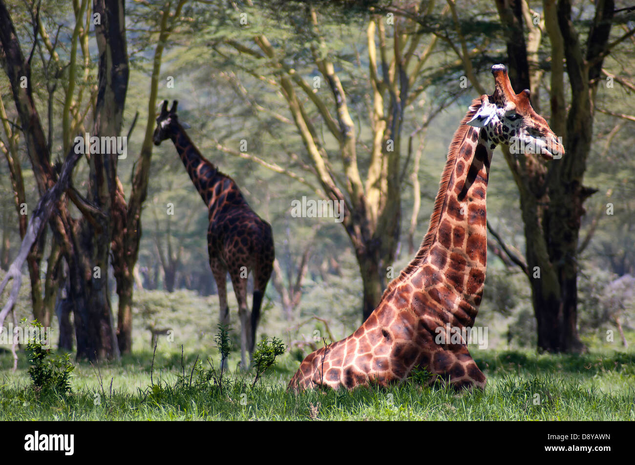 Girafe Rothschild. L'agriculture de l'Afrique de l'Afrique de l'est de plus en plus de terres agricoles agraire élevage produisant la communauté Banque D'Images