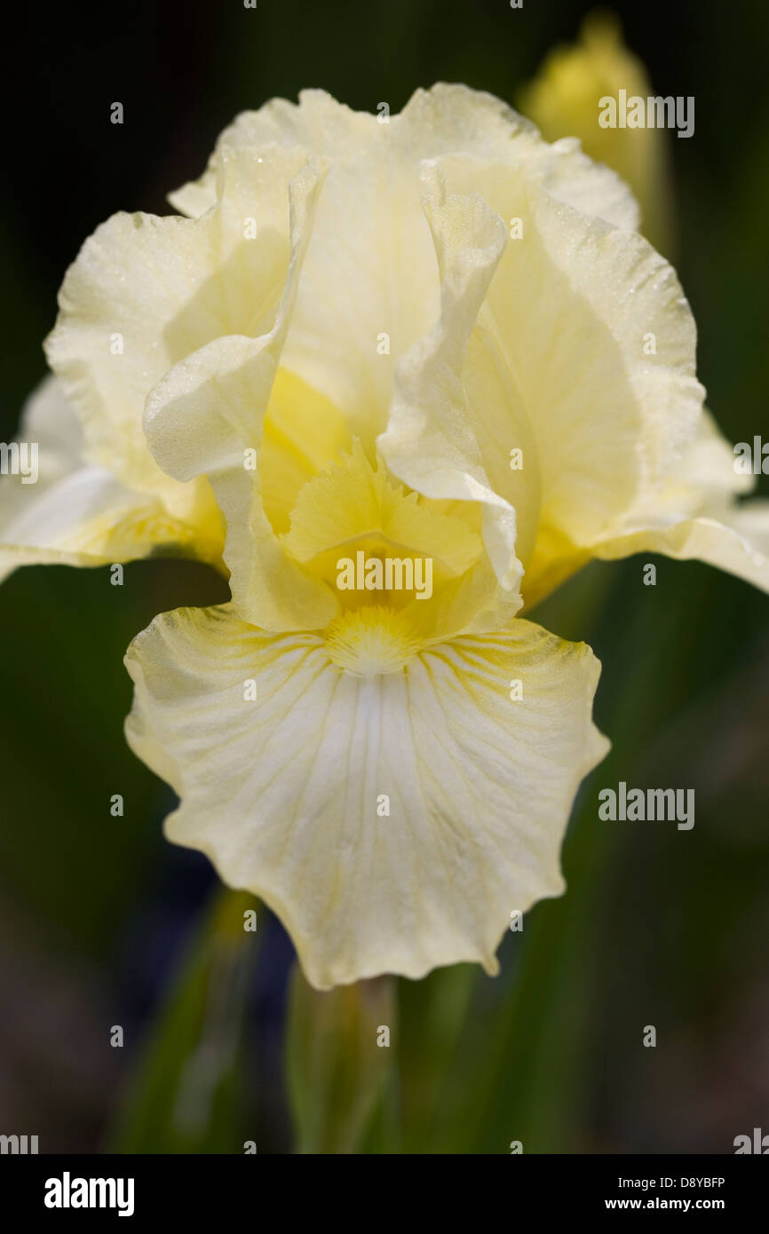 Iris jaune pâle fleur. Banque D'Images