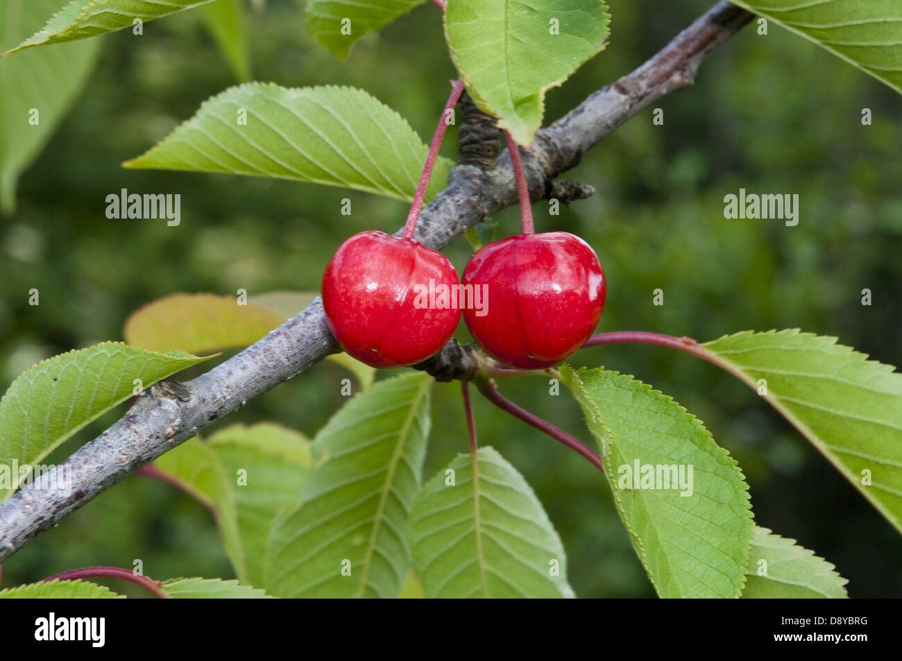 Deux sweet cherry sur un arbre, avec des feuilles en arrière-plan Banque D'Images