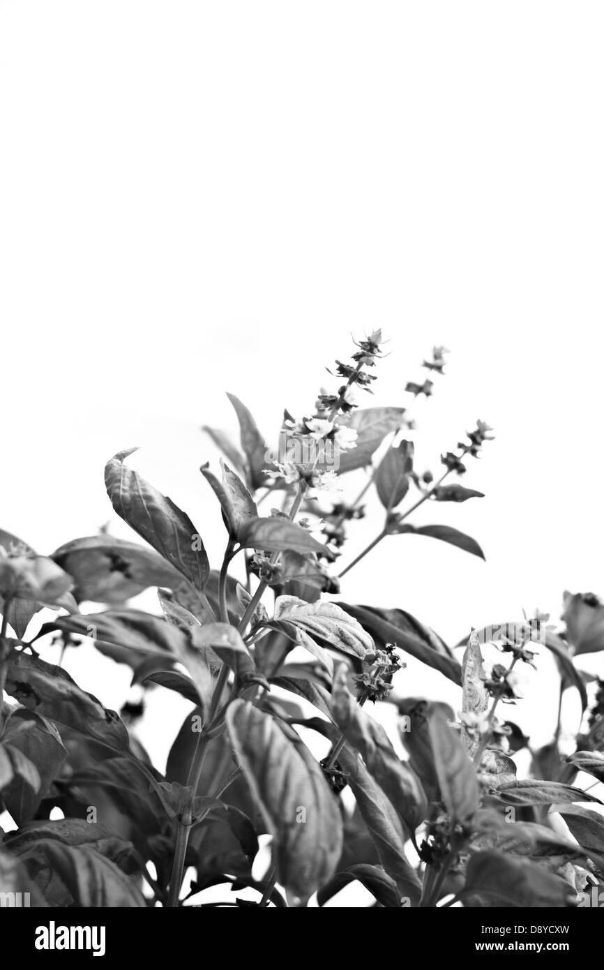 Noir et blanc plante de basilic frais Banque D'Images