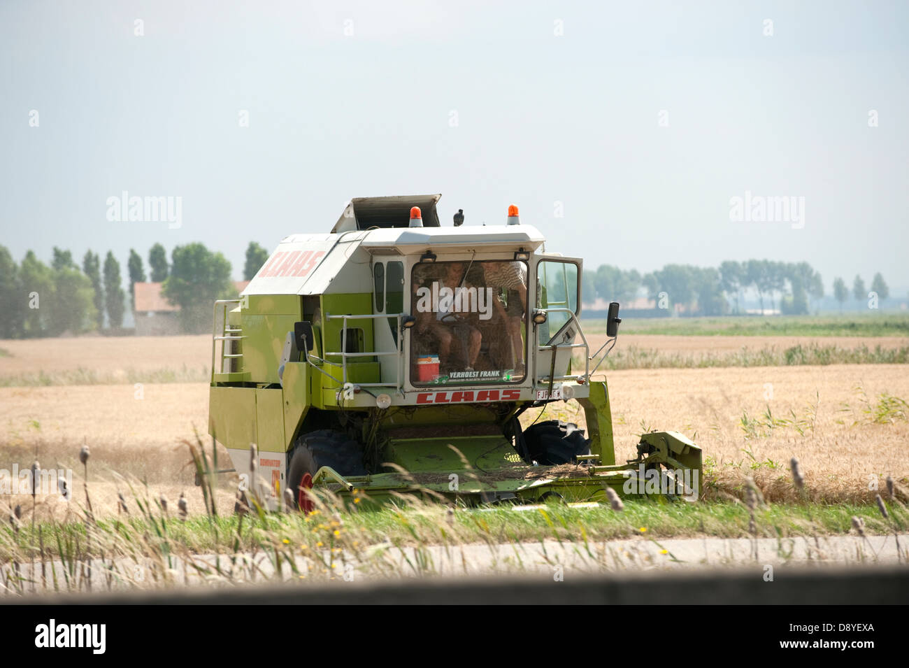 La récolte de blé à la moissonneuse-batteuse Farmer Belgique Europe Banque D'Images