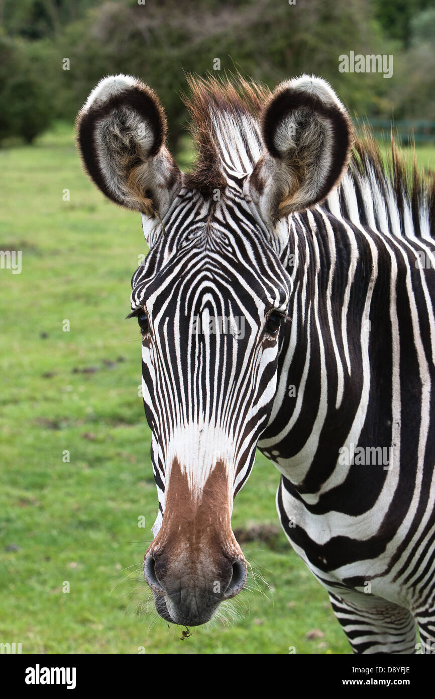 Un Zèbre de Grévy (Equus grevyi) à Port Lympne Wild Animal Park Banque D'Images