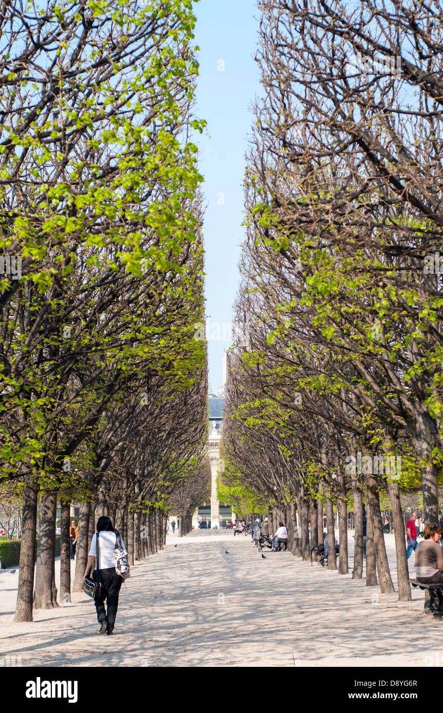 Vue de la convergence des arbres dans le Jardin du Palais, Paris, France Banque D'Images